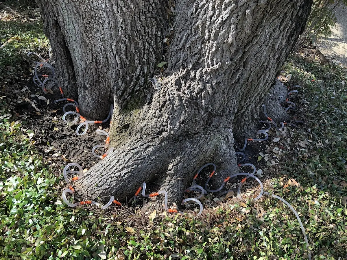 Detailed Tree Cabling and Bracing job site in Appalachia