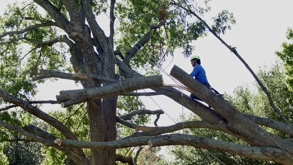 Professional Crown Thinning performed by certified arborists in Appalachia